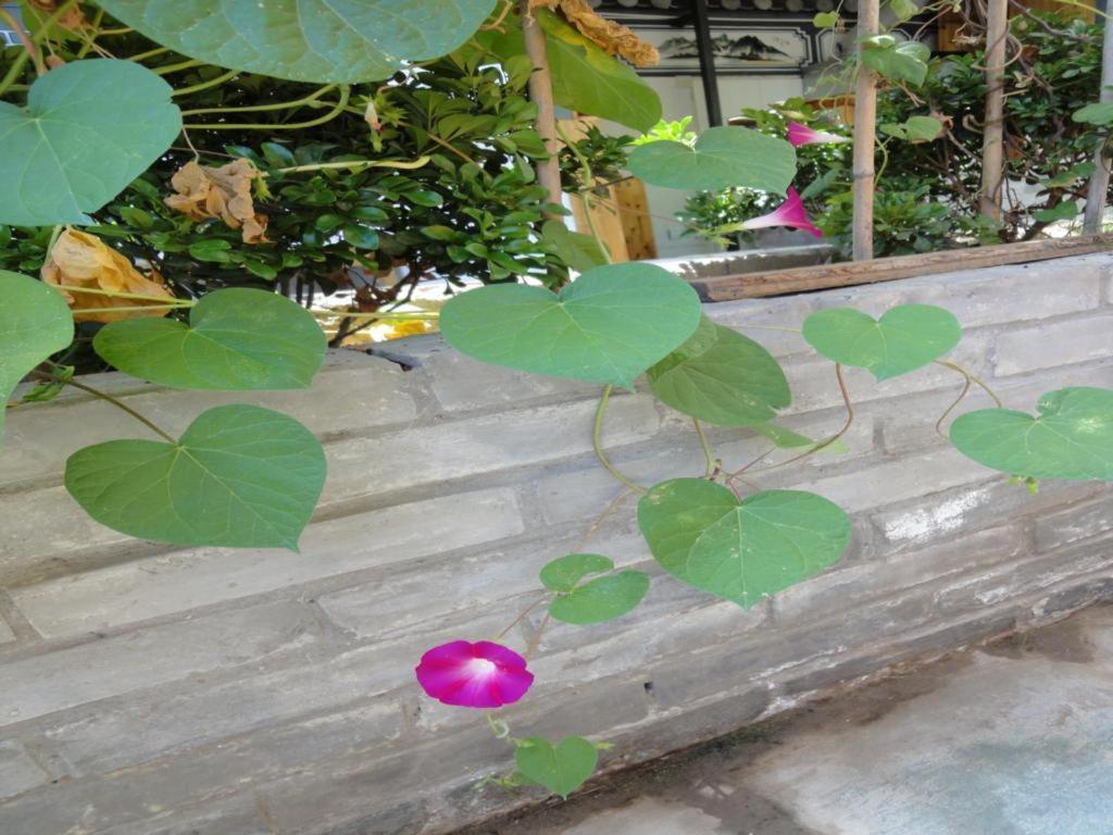Dali Four Season Flower Inn Dali (Yunnan) Dış mekan fotoğraf
